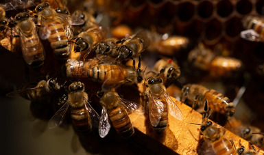 Producción mexicana de miel aumenta 17% en medio de la pandemia. Noticias en tiempo real