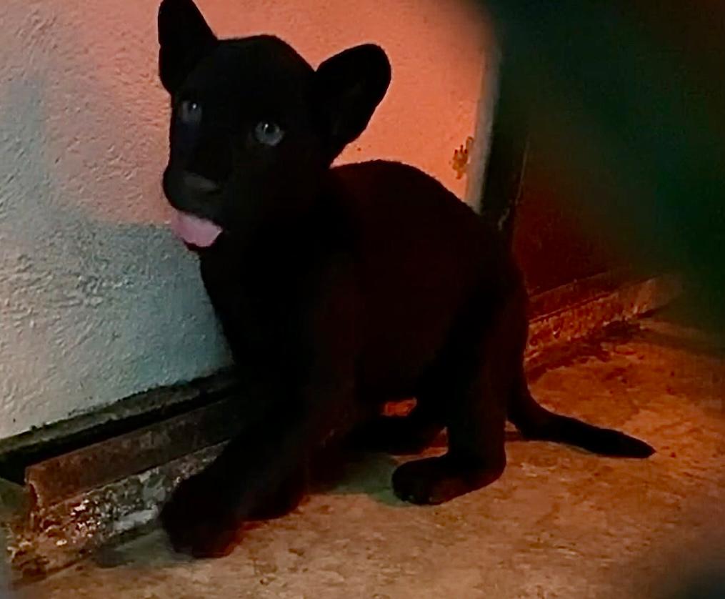Nace jaguar en el Zoológico de Chapultepec; el felino se encuentra en buenas condiciones. Noticias en tiempo real
