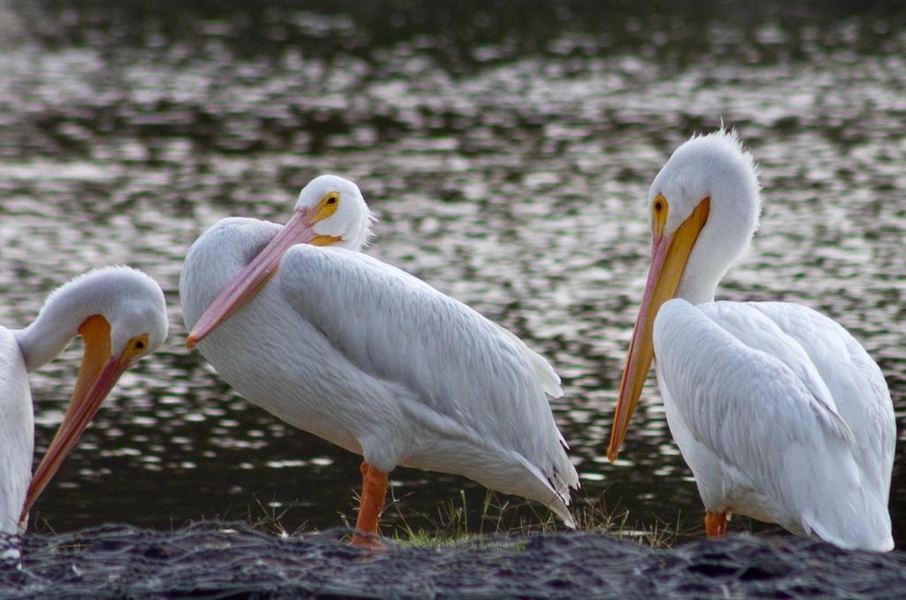 Arriban pelicanos al Bosque de San Juan de Aragón. Noticias en tiempo real