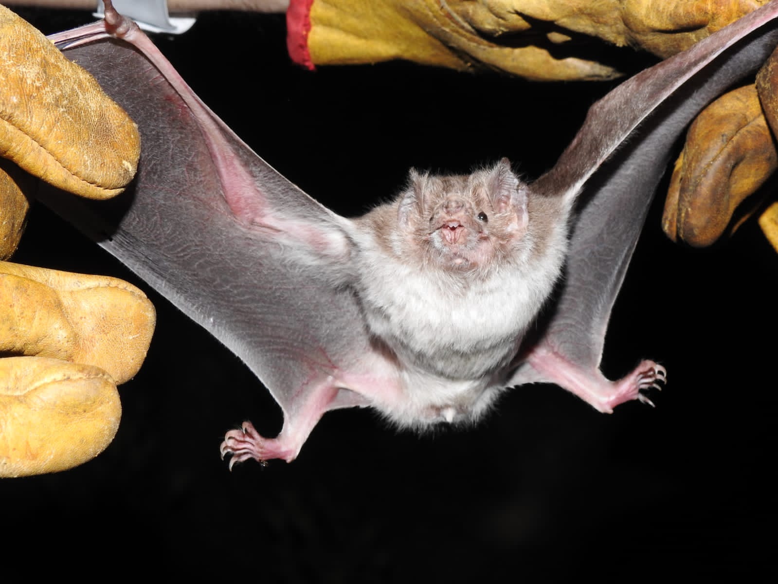Estudia la UAT la importancia de los murciélagos en ecosistemas de Tamaulipas. Noticias en tiempo real