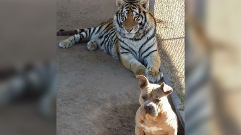 Investigan robo de tigre de bengala en Hermosillo. Noticias en tiempo real